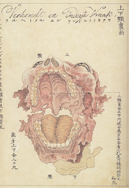 吉村孝敬「施薬院解男体図」京都大学附属図書館蔵
