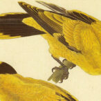 その半生を花鳥画の制作と鳥類の生態研究にささげ、本格的な鳥類画集『鳥類写生図譜』を刊行した土岡春郊